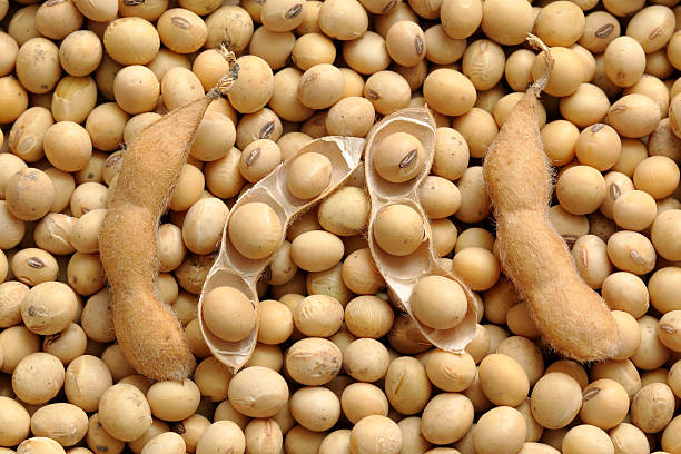 Agriculture, close up photo of soy bean after harvest Agriculture, close up photo of soy bean after harvest